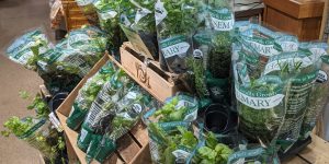 Can You Plant Supermarket Herbs